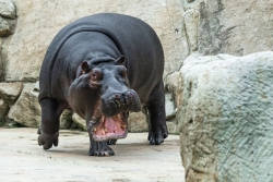 Hroch Váleček vyrazil z Prahy na cestu do zoo ve Vratislavi