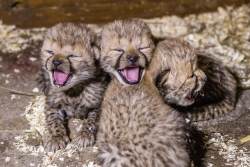 V pražské zoo se narodila gepardí čtyřčata