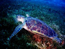 Co víme o mořských želvách?