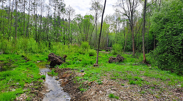 Meandrující potoky na Bruntálsku pomáhají udržet vodu v krajině