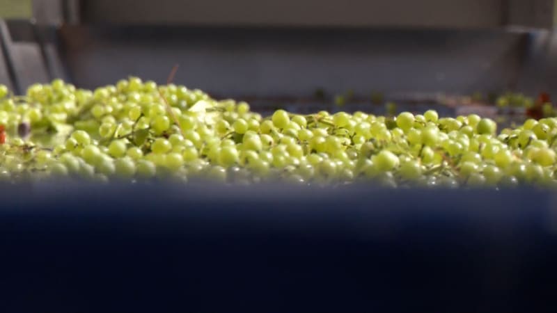 Vinobraní na jihu Moravy skončí předčasně. Kvalita bílých hroznů je výborná