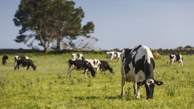 Hovězí maso se stává luxusem. Před jeho zdražováním varuje i ministr zemědělství