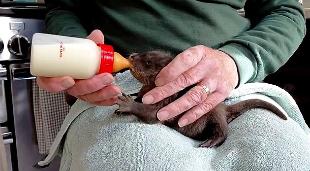 Zázrak v divočině. Záchranáři vypiplali nejmenší vydří mládě, jaké kdy viděli