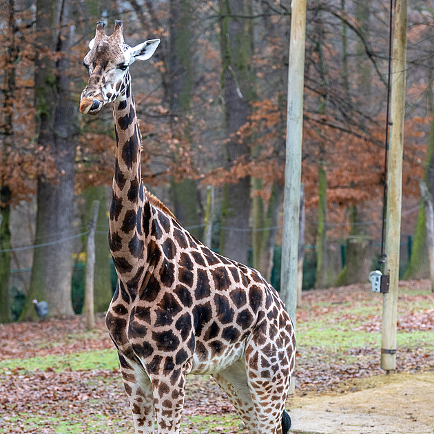 Zlínská zoo přivítala novou samici žirafy, pomůže obnovit chov ohroženého druhu