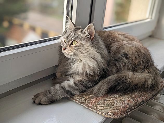 Kočky na nás kašlou. My jsme to tušili už dávno, vědci to zjistili až teď