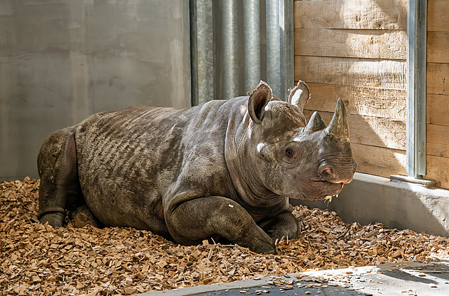 Nosorožčí samice po příjezdu do Dvora frkala, ale zvyká si. Má pomoci chovu