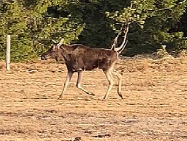VIDEO: Los Emil je po zimě na Šumavě v kondici. Nehledejte ho, vyzval pozorovatel