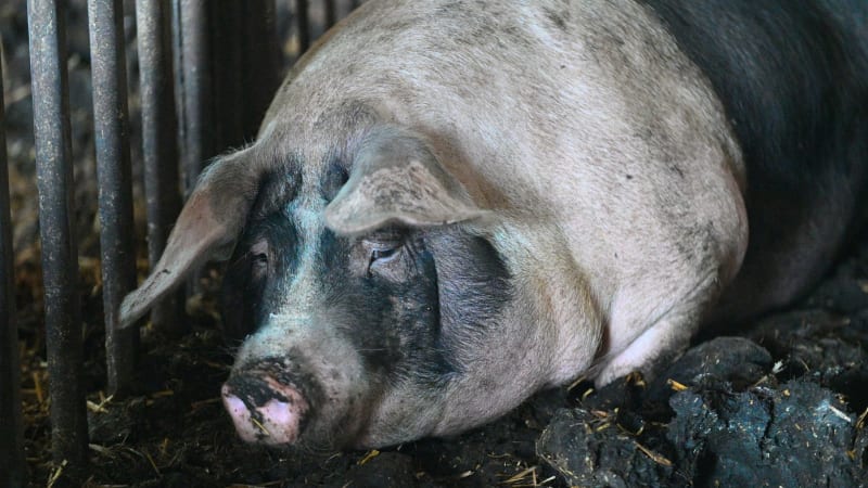 Nebývalý boom mláďat v moravských zoo: Chovatelé hlásí kolouchy, malé jaky i přeštická selata